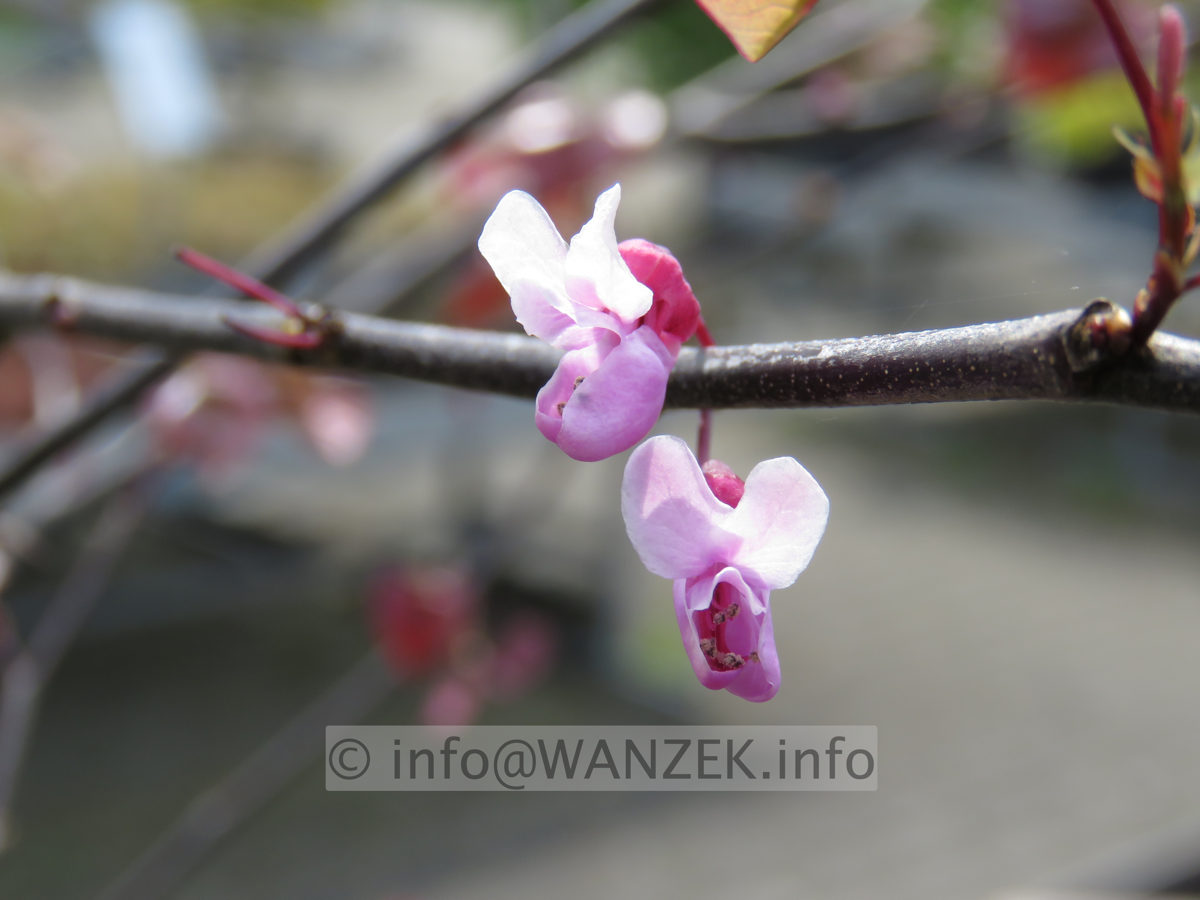 Cercis canadensis Forest Pansy - Bluetenmacro.JPG